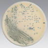 Spectra&trade; MRSA
