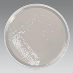 Agar