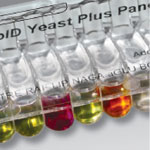 RapID Yeast Plus System